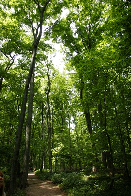 Engagement Pictures Location In the Woods